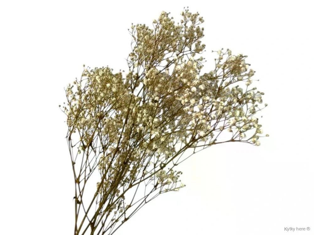 Stabilizovaná Gypsophila