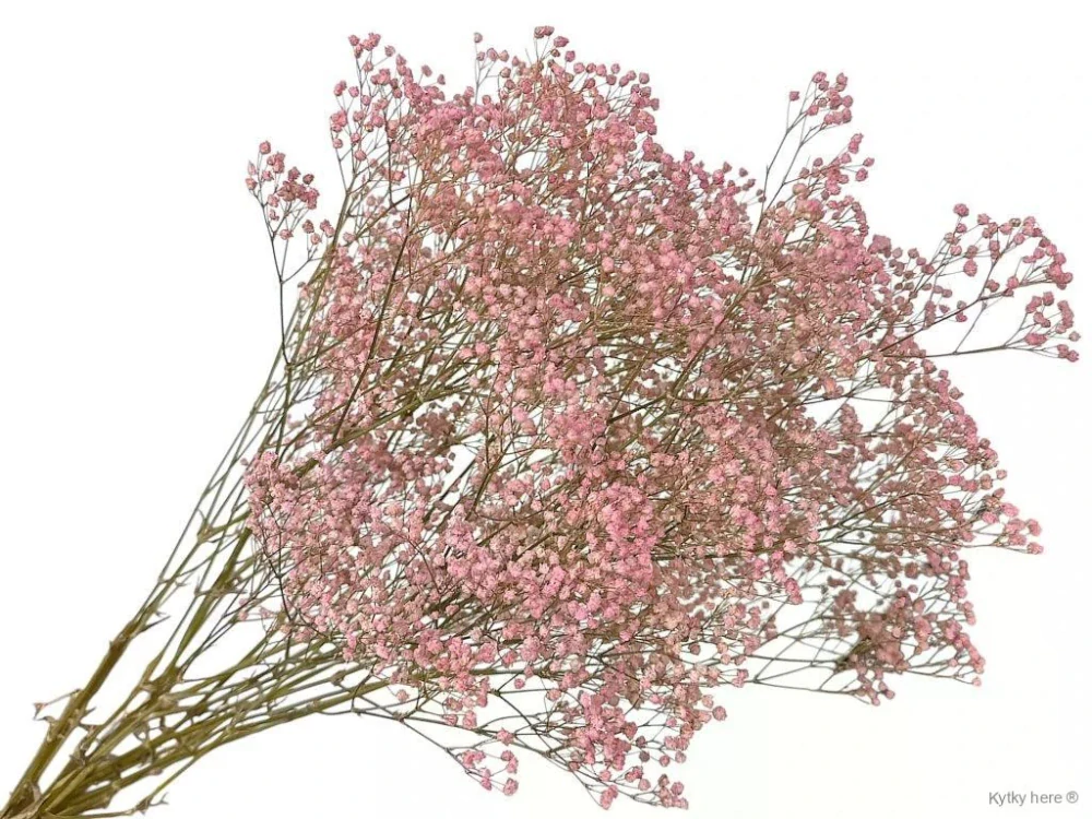 Stabilizovaná Gypsophila