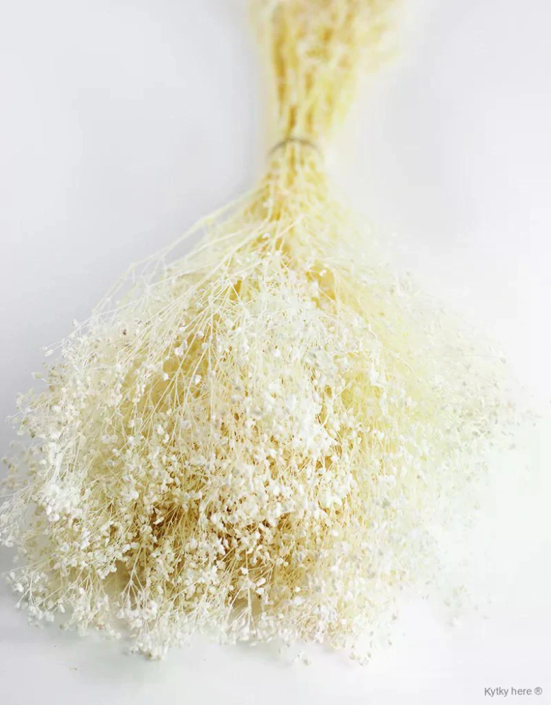 Sušená Gypsophila mini