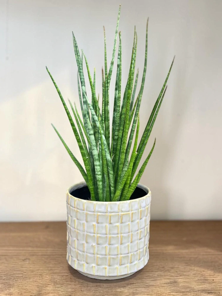 Sansevieria Fernwood