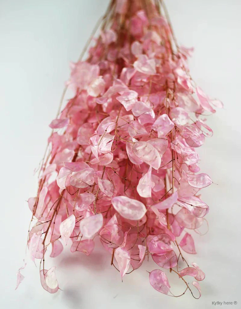 Lunaria