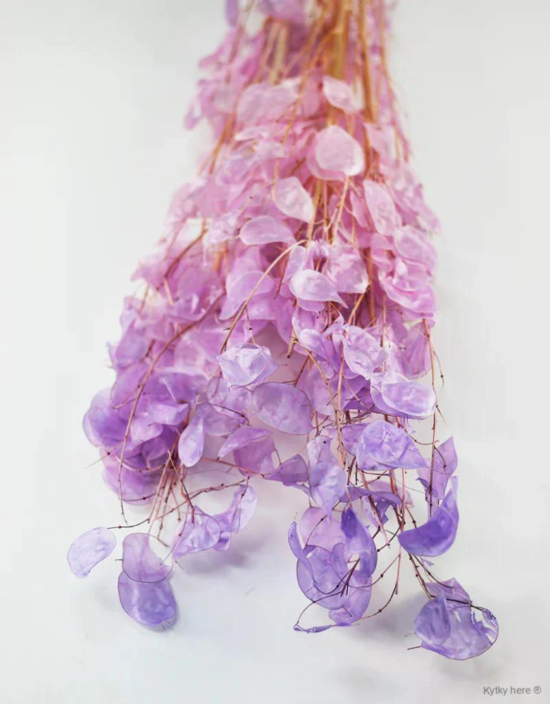 Lunaria