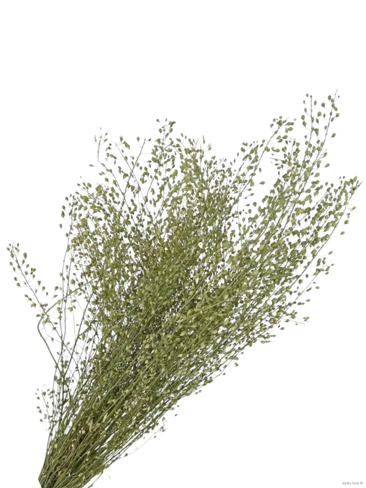 Lepidium