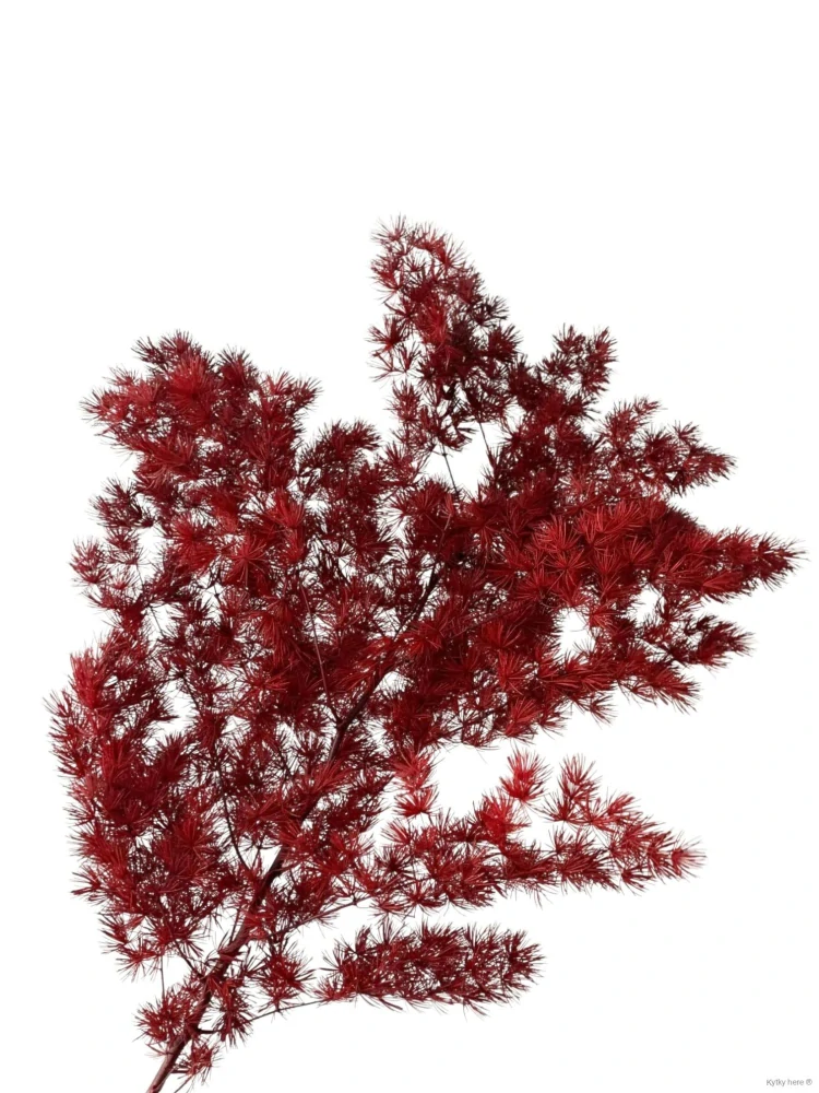 Asparagus myriocladus