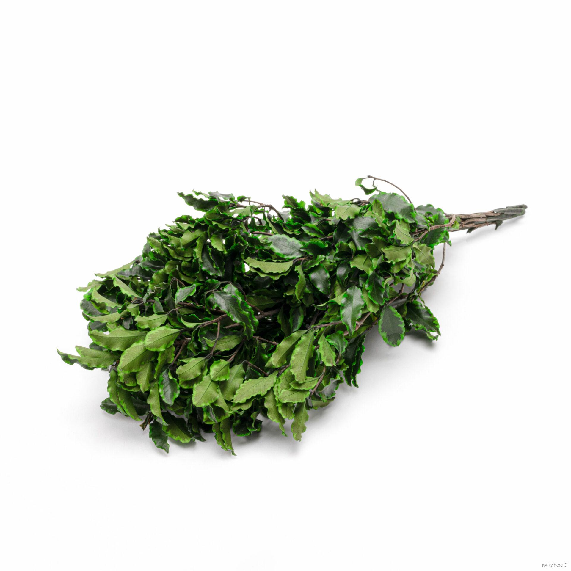 Stabilizované Pittosporum