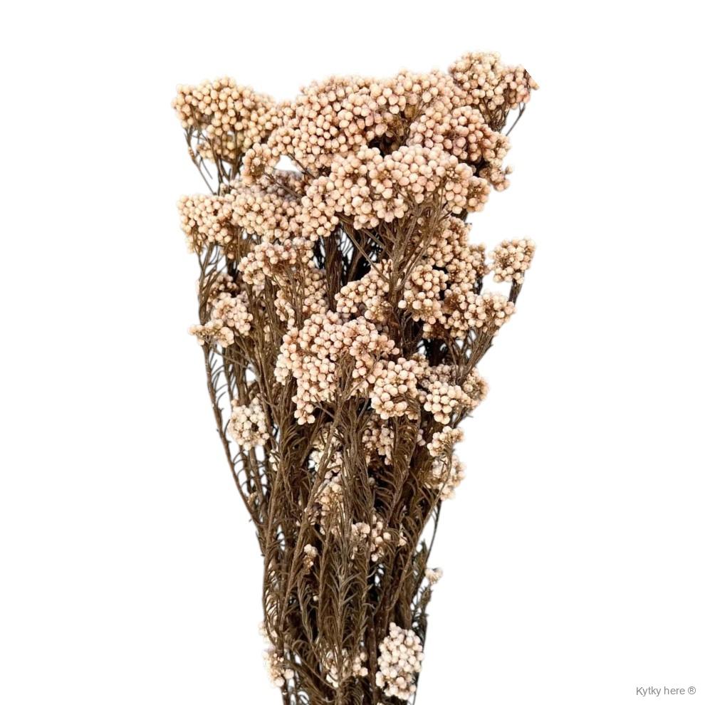 Ozothamnus / "rýžový květ"
