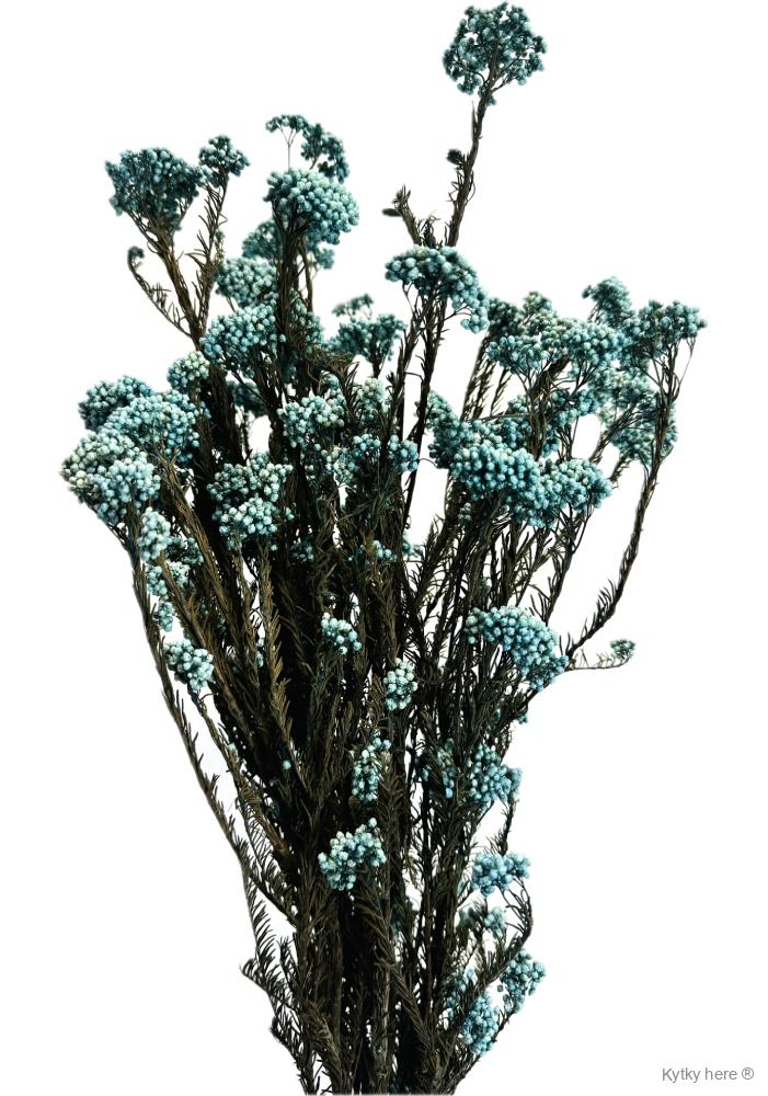 Ozothamnus / "rýžový květ"