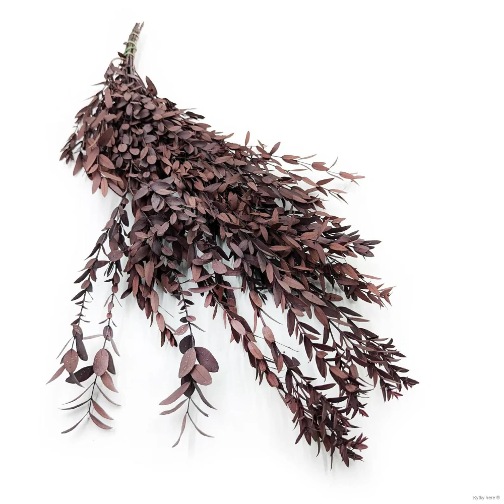 Eukalyptus parvifolia