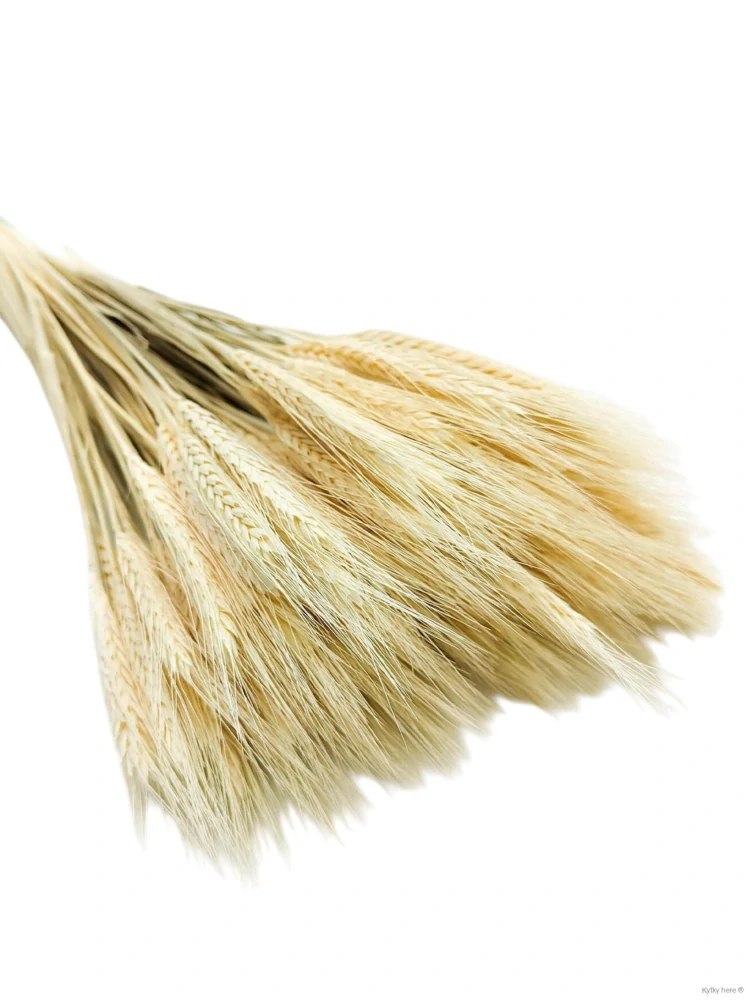 Triticum vousaté bělené
