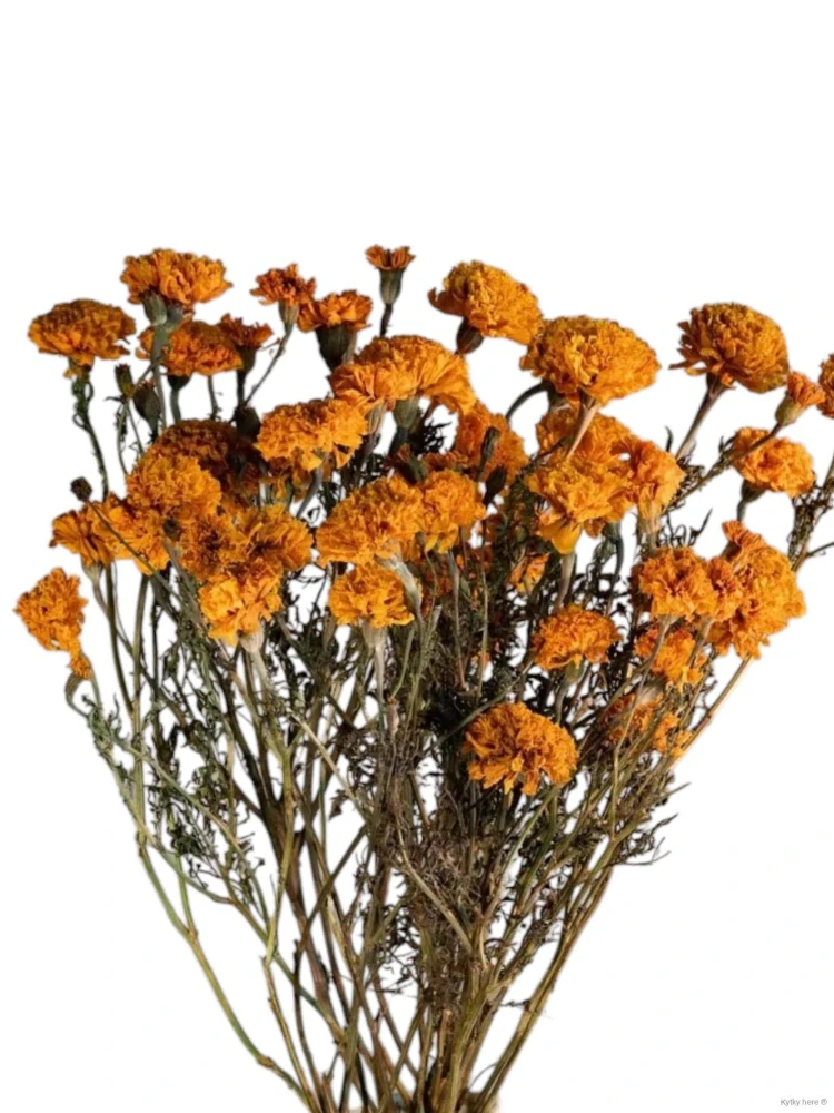 Tagetes / afrikán