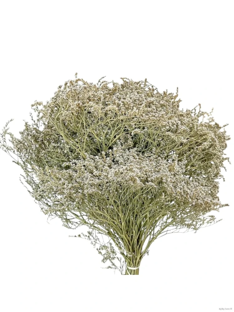 Limonium tataricum