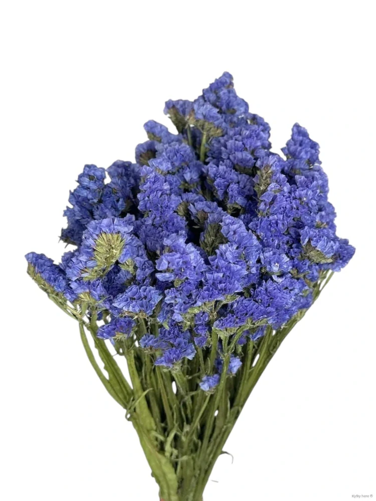 Limonium modré