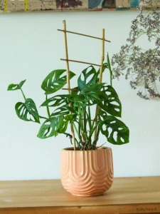 Monstera monkey mask / adansonii