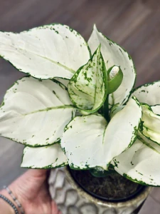 Aglaonema White Joy