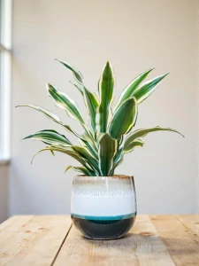 Květináč zelený - země