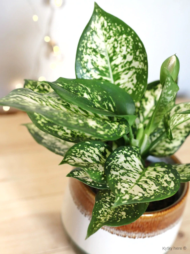 Aglaonema Ivory Jade