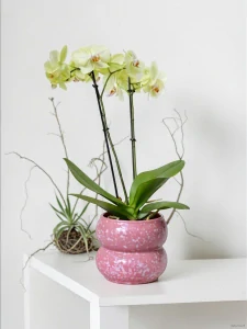 Baculatý růžový na orchidej