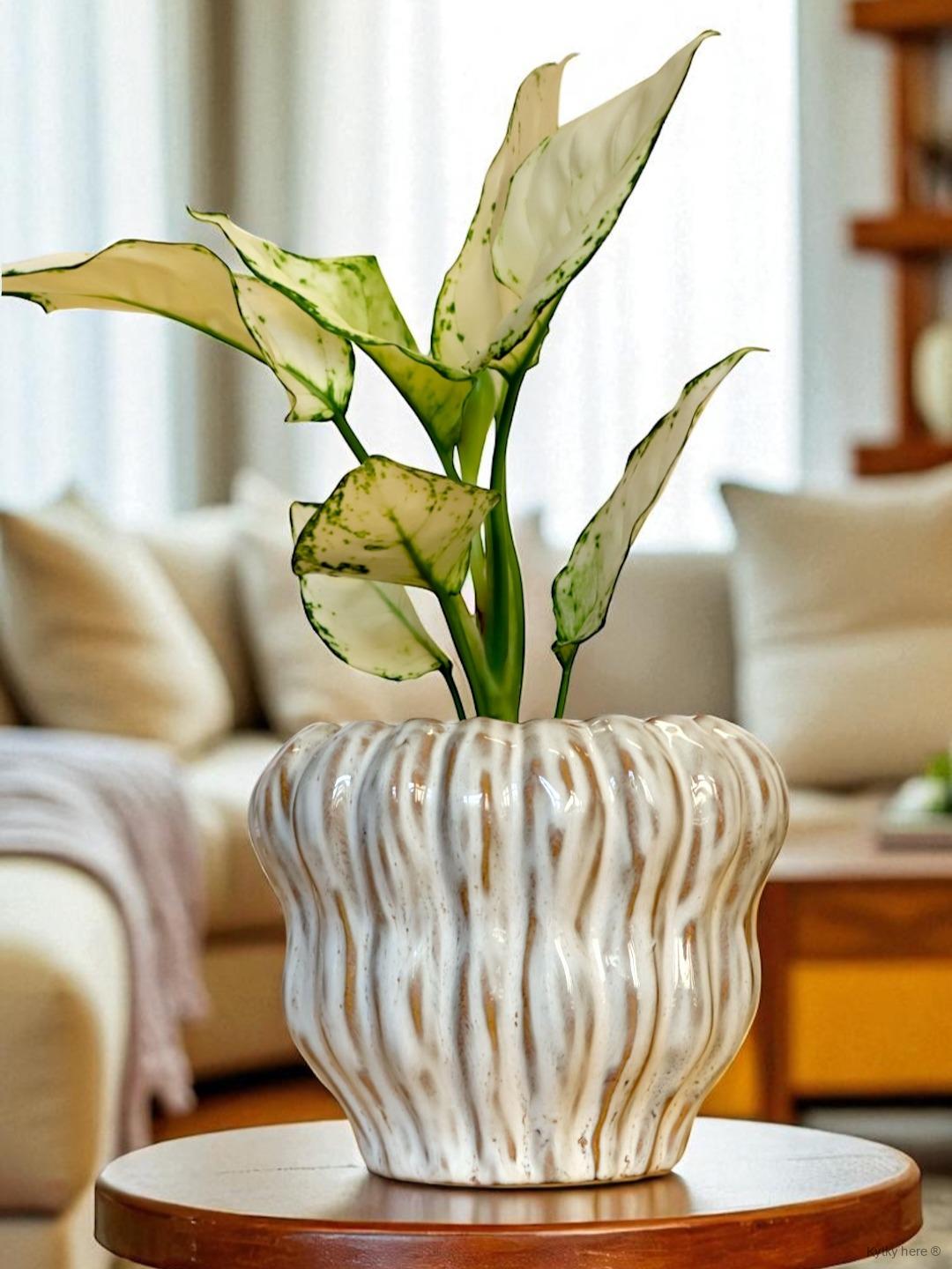 Lima white pot bubble