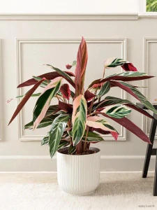 Calathea Triostar
