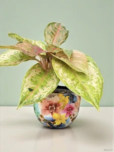  Aglaonema Chartreuse Pretty 