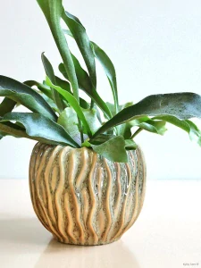 Parožnatka vidličnatá