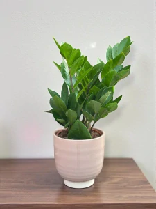 Zamioculcas zamiifolia