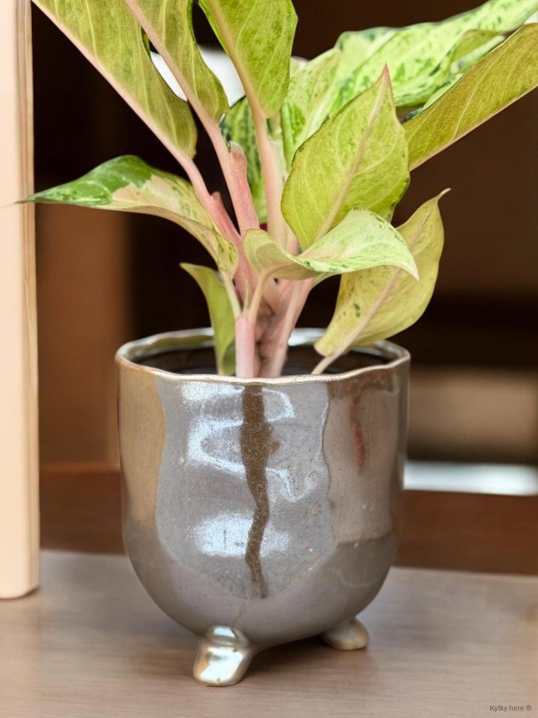 Stříbrný obal Dark Pearl