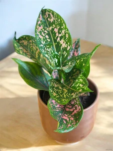 Aglaonema Pink Leopard