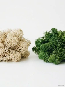 Islandský lišejník / sobí mech 500 g