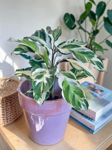 Calathea Fusion White