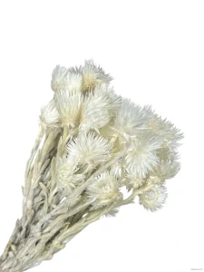 Helichrysum vestitum