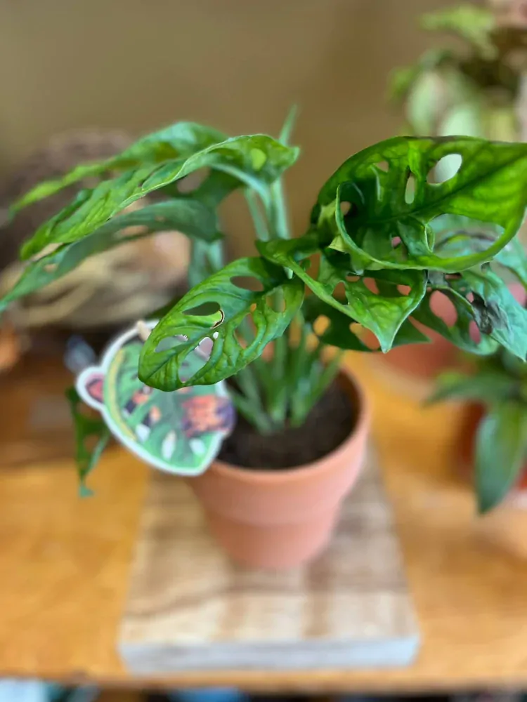 Monstera monkey mask / adansonii