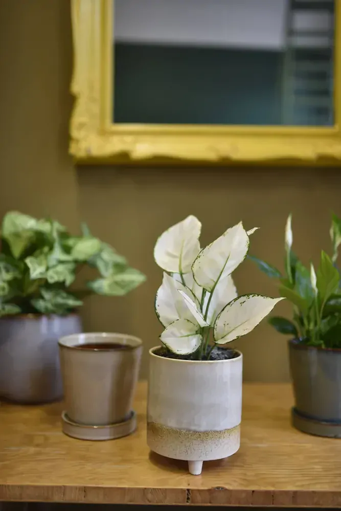 Aglaonema White Joy
