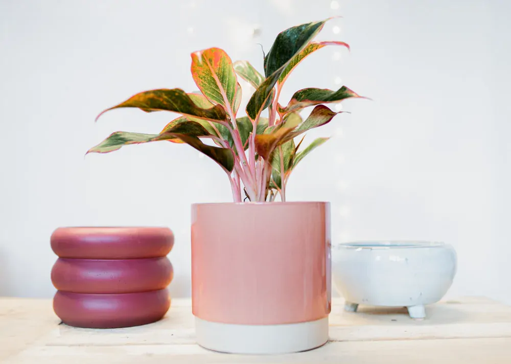 Obal Eno dusty pink