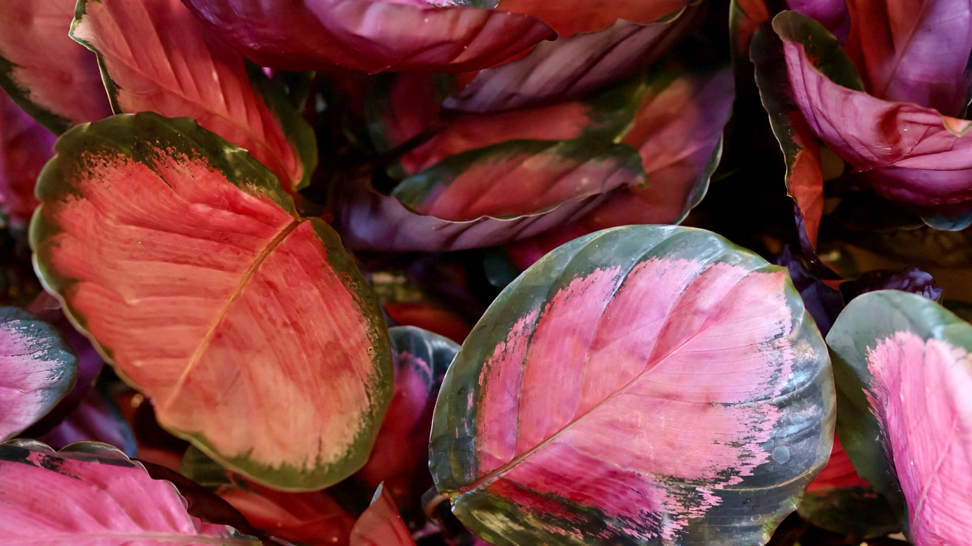 Calathea roseopicta crimson