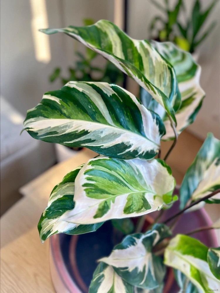 Calathea Fusion White