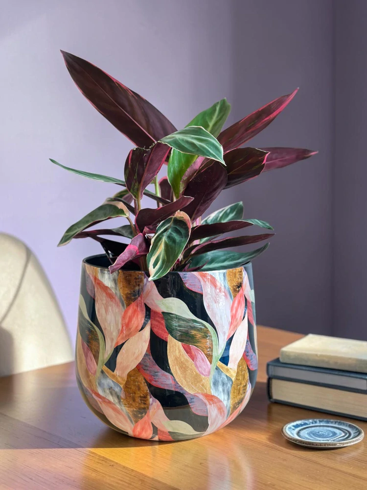 Obal Bombay Pink