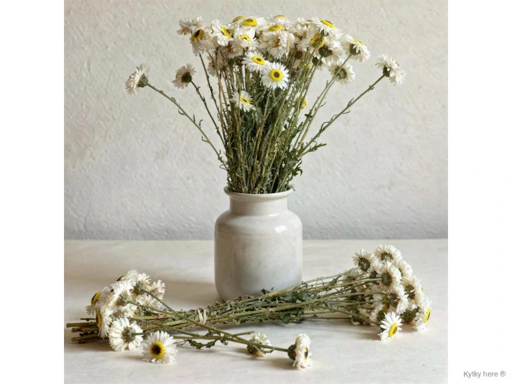 Acroclinium