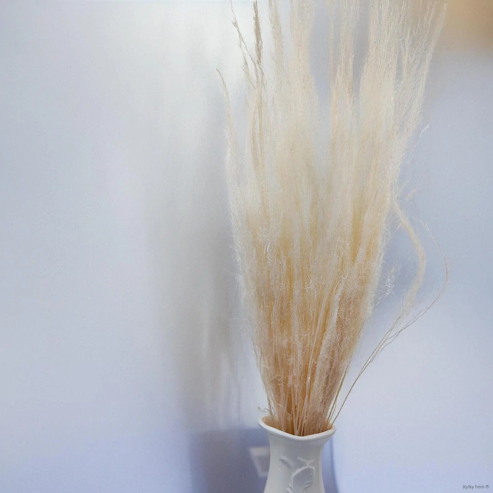 Agrostis bělený