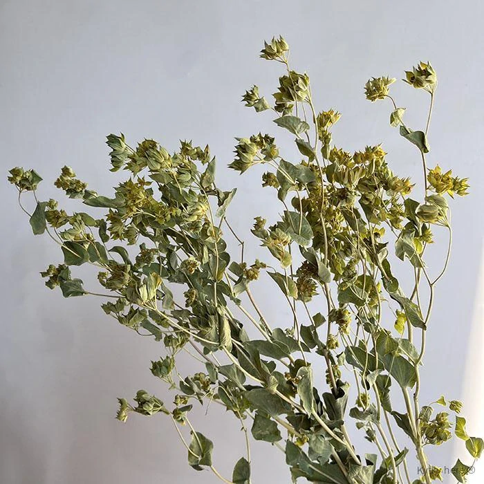 Bupleurum