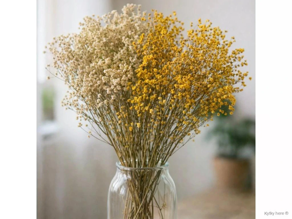Stabilizovaná Gypsophila