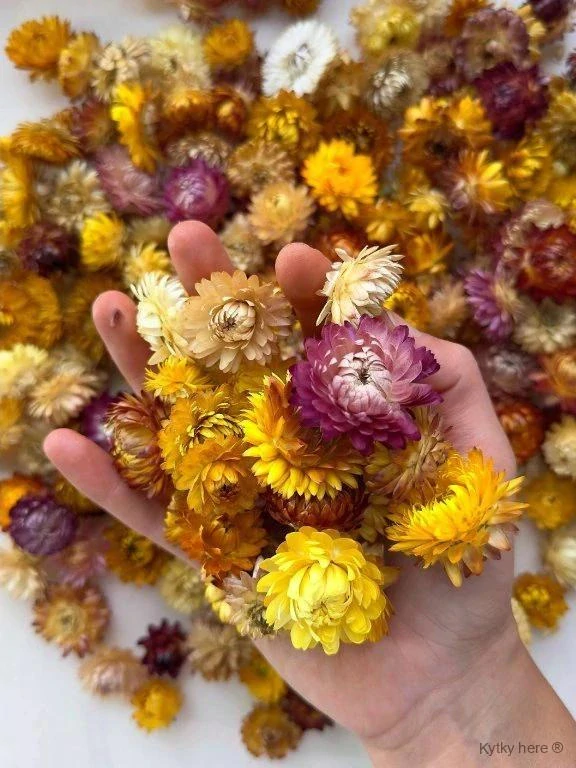 Helichrysum hlavičky 100 g