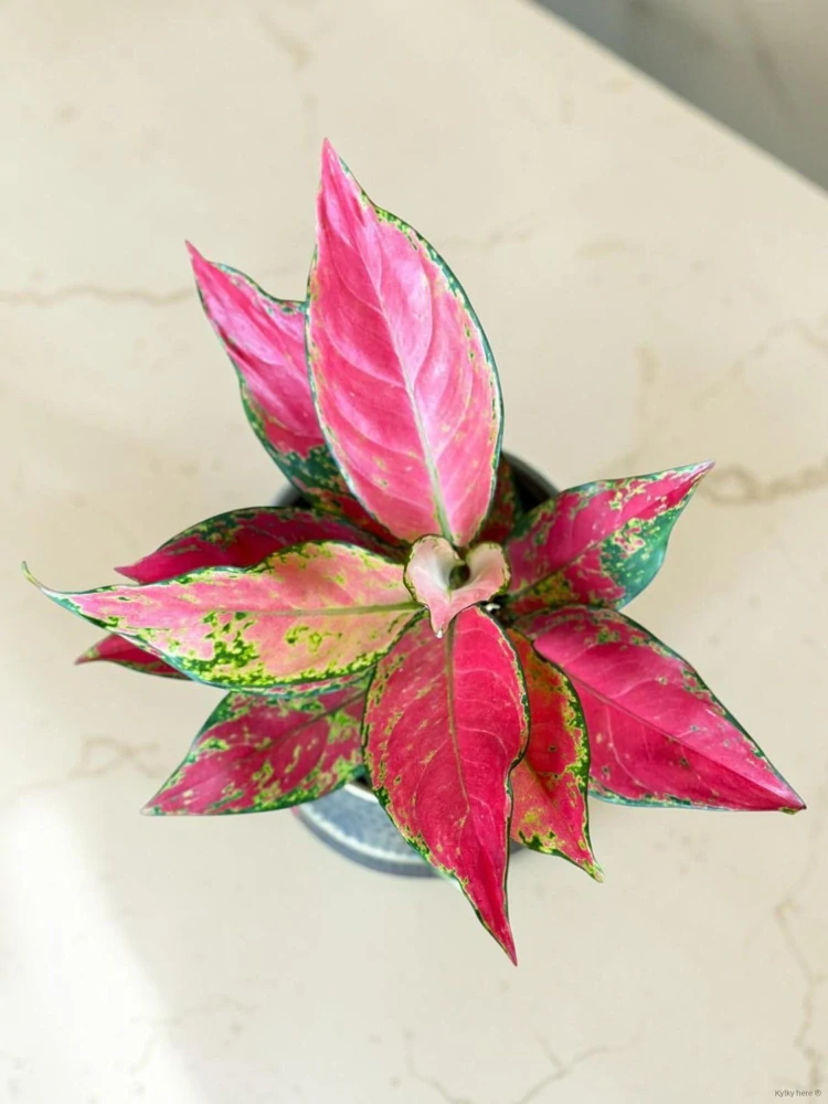 Aglaonema Cherry Baby