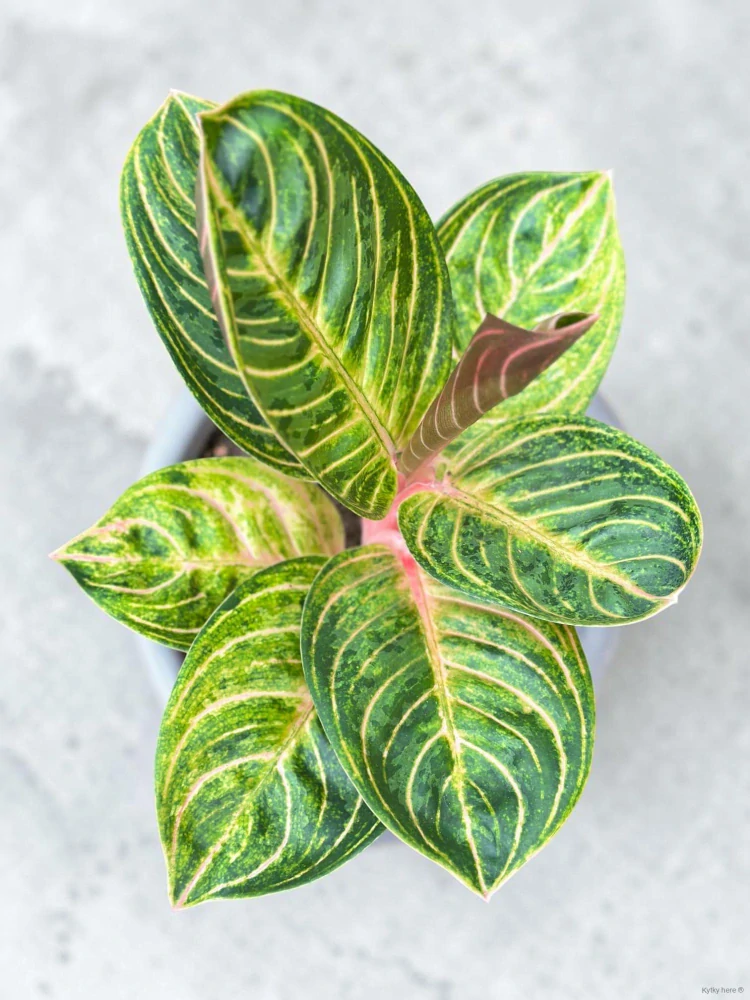 Aglaonema Tourmaline Gold