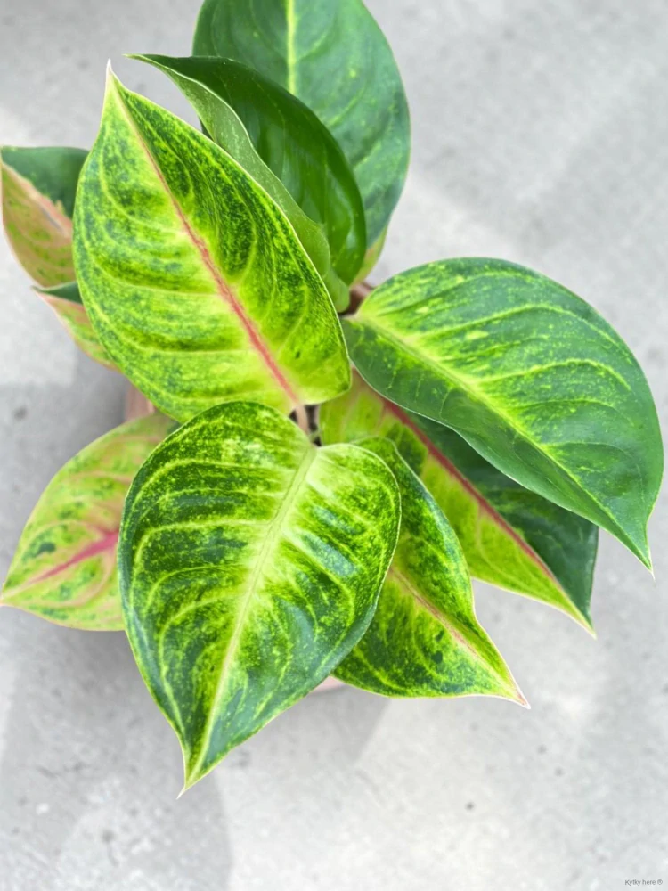 Aglaonema Iguana Red