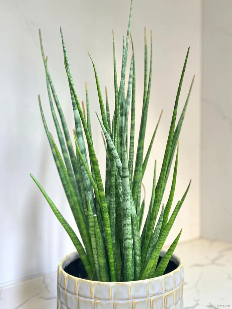 Sansevieria Fernwood