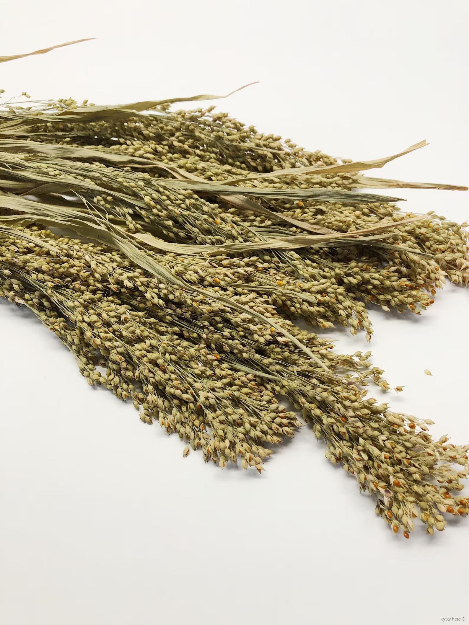 Panicum / proso