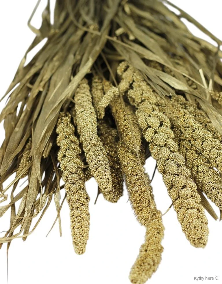 Setaria / bér