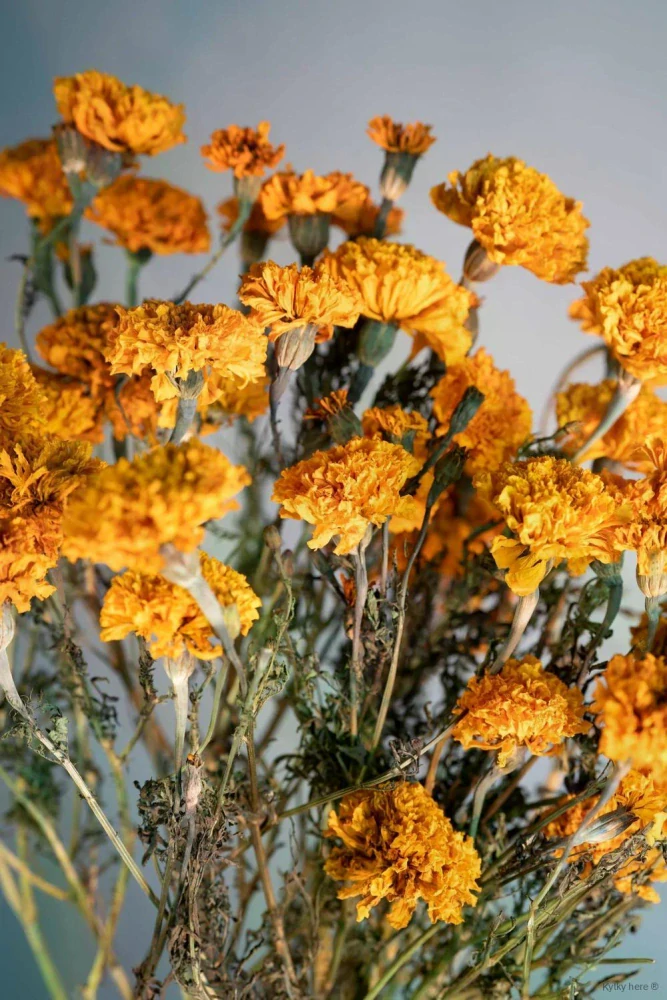 Tagetes / afrikán