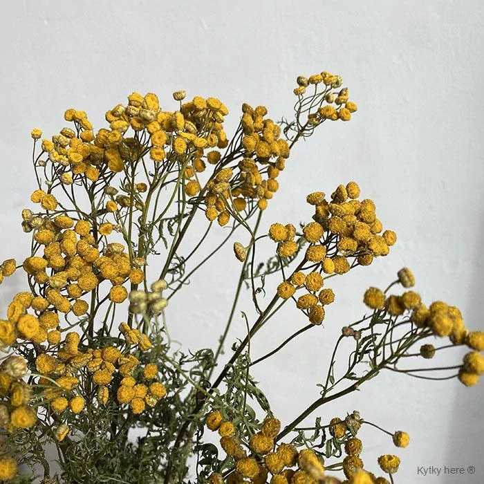 Tanacetum / vratič